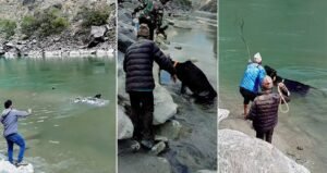 Read more about the article गौदानको नाममा गाईमाथि अत्याचार : बाजुरामा कुप्रथाको निर्मम दृश्य