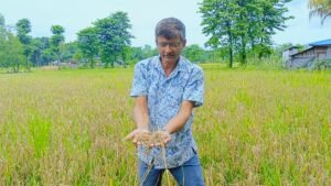 Read more about the article झापामा ‘नेक ब्लास्ट’ रोगले बर्खे धान सखाप, किसान चिन्तित