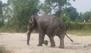 Read more about the article हात्तीलाई छेक्न लगाएको तारबारबाट करेन्ट लाग्दा कन्काईमा ८ जना घाइते