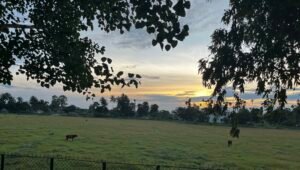 Read more about the article झापामा धान दिवससम्म ९० प्रतिशत खेत बाँझो, मात्र १० प्रतिशत रोपाइँ