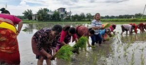 Read more about the article बिर्तामोडमा सम्पन्न २२औँ धान दिवस  कृषि रुपान्तरण र आत्मनिर्भर अर्थतन्त्रमा जोड