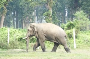 Read more about the article झापाका हात्ती पीडितलाई झण्डै दुई करोड राहत