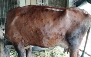 Read more about the article लम्पी स्किन रोगमा तथ्याङ्क संकलनमै हेलचक्राइ