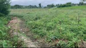 Read more about the article वर्षा पर्याप्त नहुदा झापाका खेत बाँझै छन्