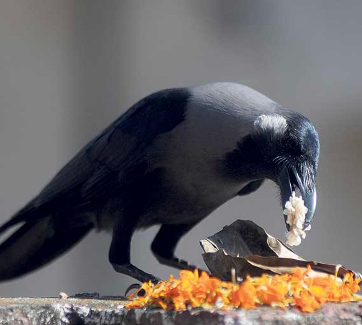 Read more about the article आज काग तिहार सन्देशवाहक पक्षीप्रति श्रद्धा गरीदै 