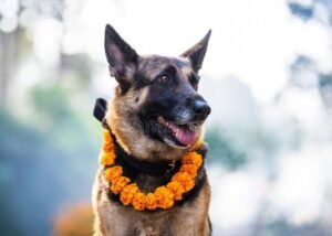 Read more about the article कुकुर तिहार मानवको नजिकको साथीप्रति श्रद्धा र माया व्यक्त गर्ने विशेष दिन