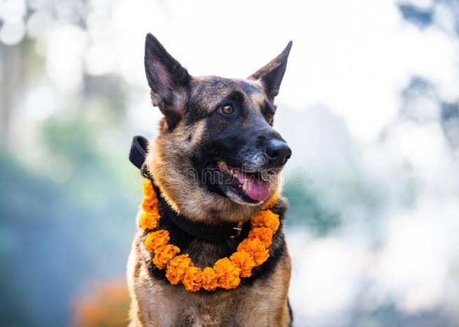 Read more about the article कुकुर तिहार मानवको नजिकको साथीप्रति श्रद्धा र माया व्यक्त गर्ने विशेष दिन