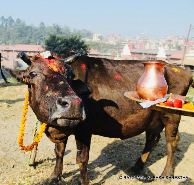 Read more about the article तिहारको तेस्रो दिन आज गाई पूजा गरिदै 