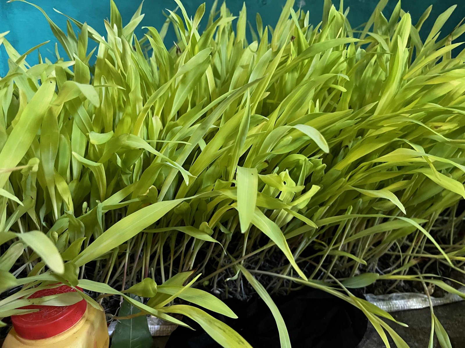 Read more about the article आज टिका जमरा लगाउने उत्तम साइत बिहान ११:५३ बजे 